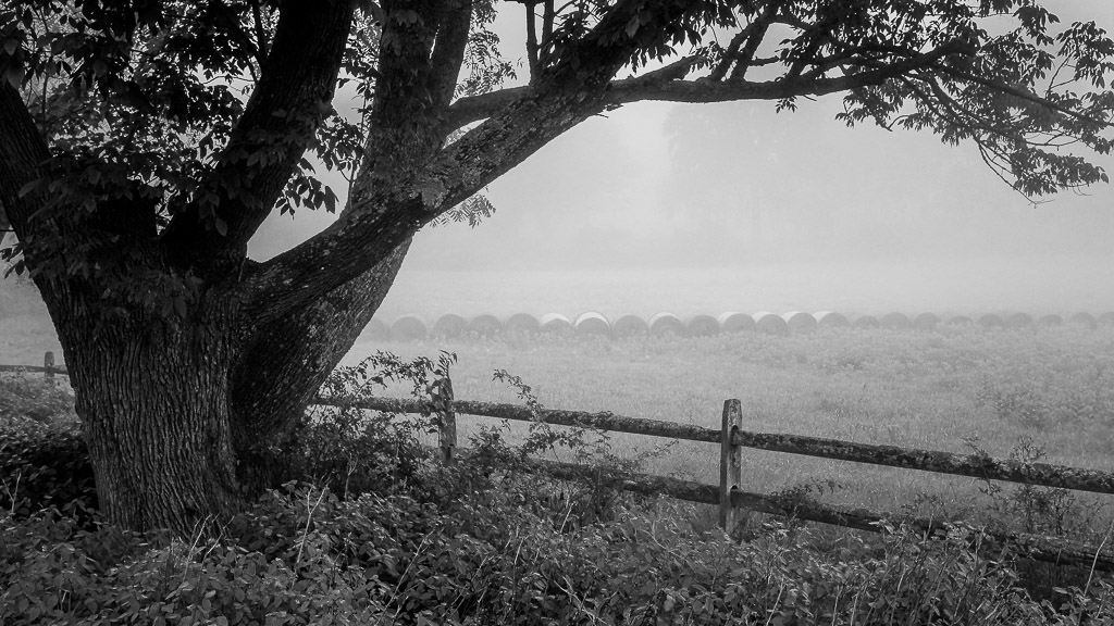 Just a hay field I passed on a foggy morning.

Fujifilm X100 hand held.

Please like my Facebook Artists page: <a href=