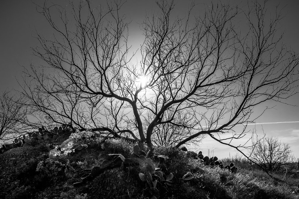 Around this area of North Texas there are towns that are slowly shrinking away.  They live on unpaved roads along gently rolling prairie filled with mesquite and cactus.

Some are working on becoming 