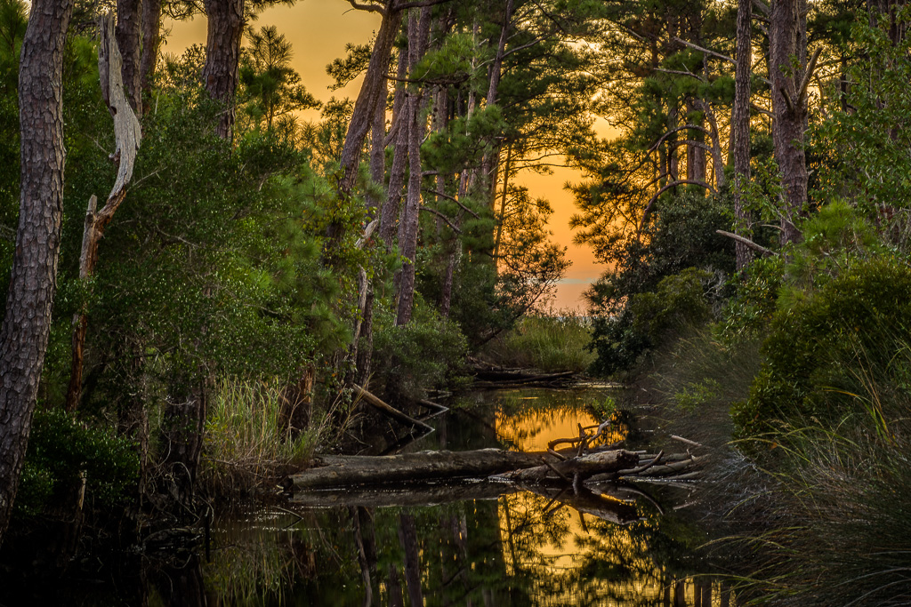 I love the feel of this.  Taken down near the south end of Roanoke Island off a back road.