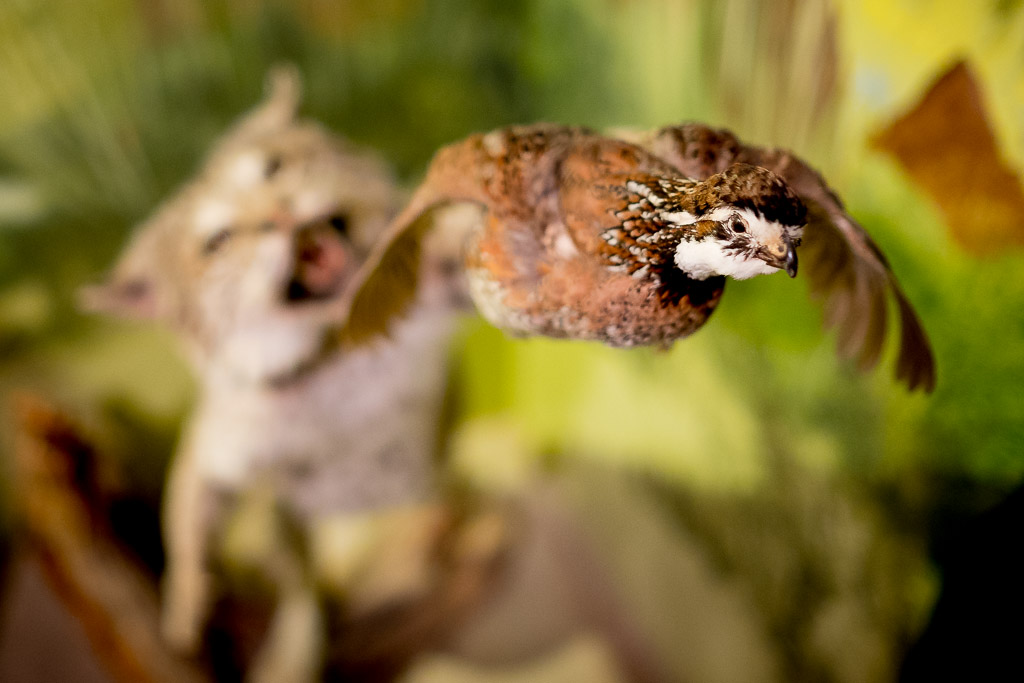 Some killer taxidermy I saw at the jail and heritage museum in Henrietta, Texas.

Had a day off here in Texas and tooke a ride to scout urbex stuff in Wichita falls... fail.

But on the way home I saw a sign for the 