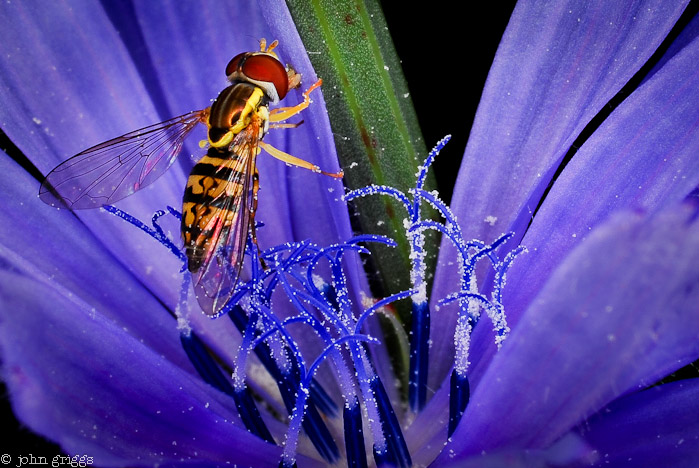 Hover Fly Feast