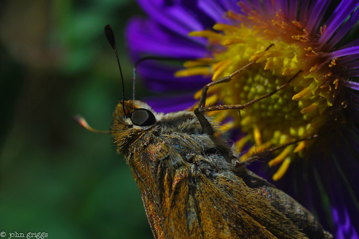 Sunset Moth