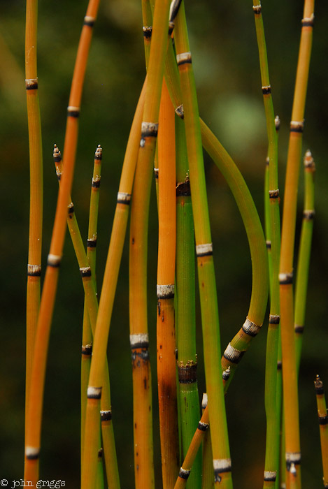 Tendrils