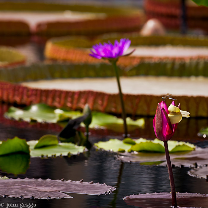 Water Garden