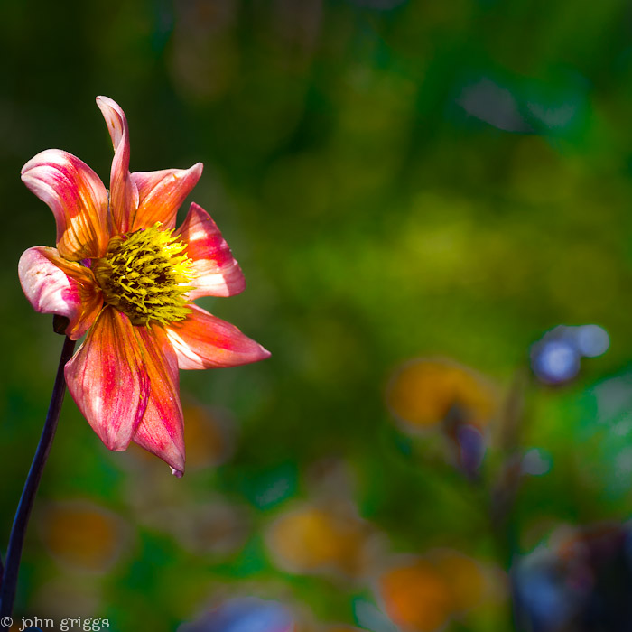 Her Face Aglow with Hope