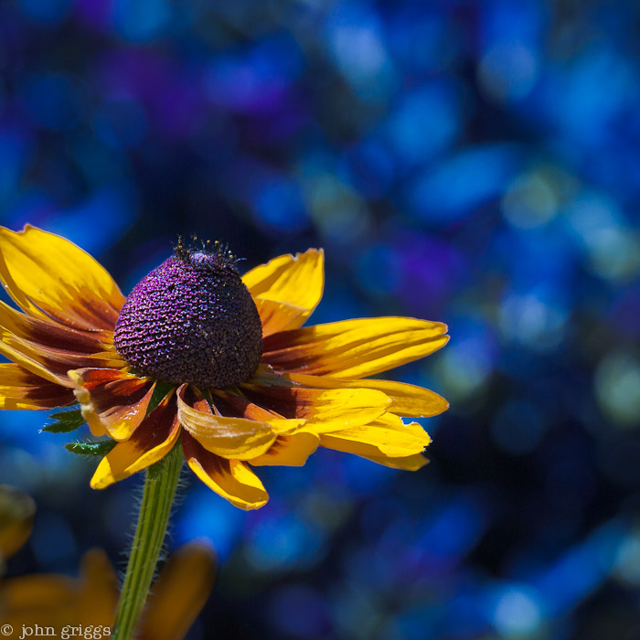 Yellow and Blue