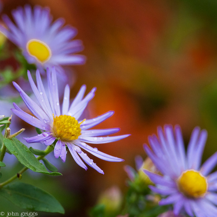 Violet and Red