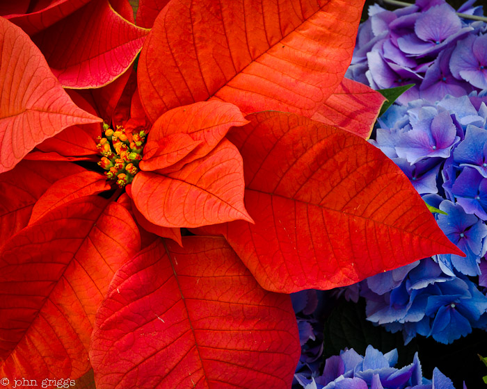 Poignant Pointsettia