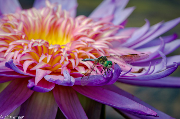 Dragonfly Lotus