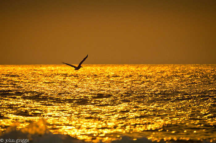 Pelican Sunrise