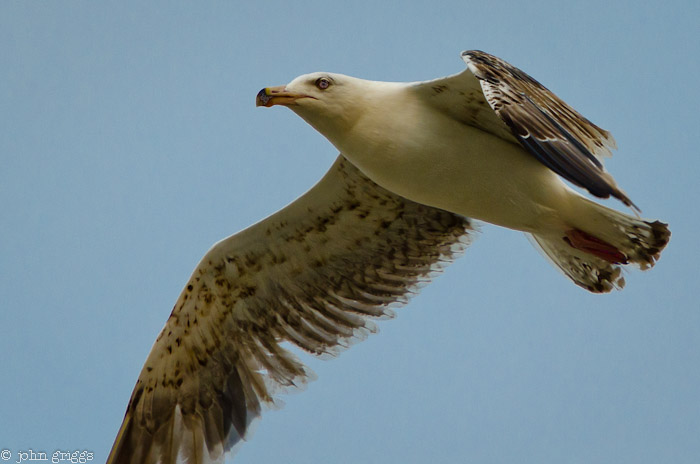 Seagull Ignoring the Photographer