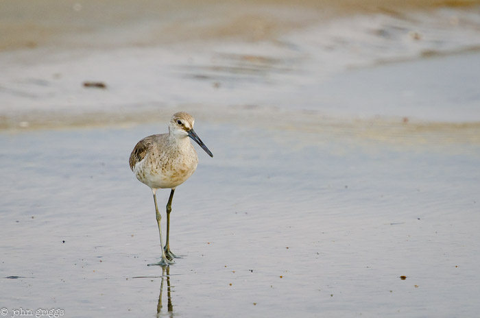 Dunlin Posing