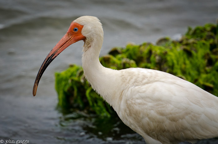 White Ibis