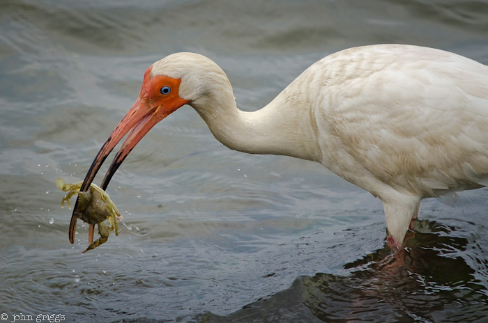 Ibis and Crab: Capture