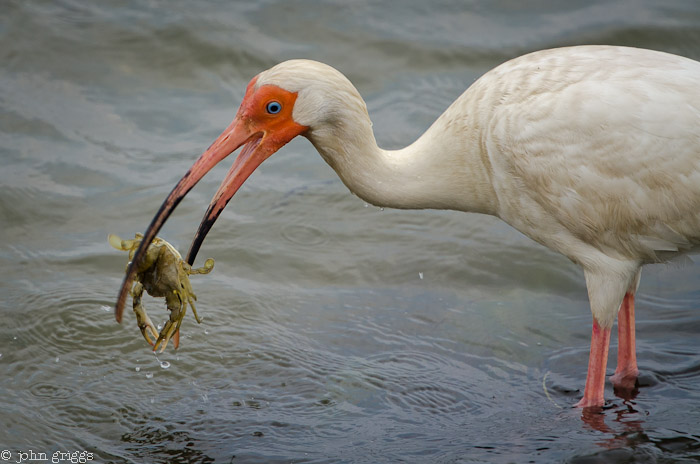 Ibis and Crab: Adjustment