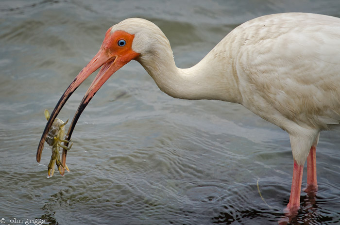 Ibis and Crab: Ready