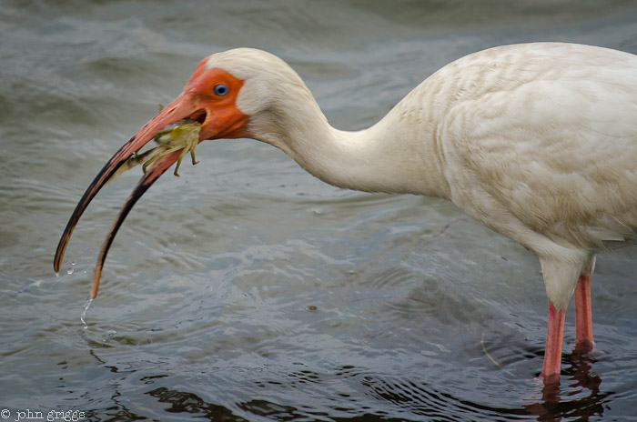 Ibis and Crab: Ingestion