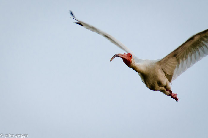 White Ibis Seeker