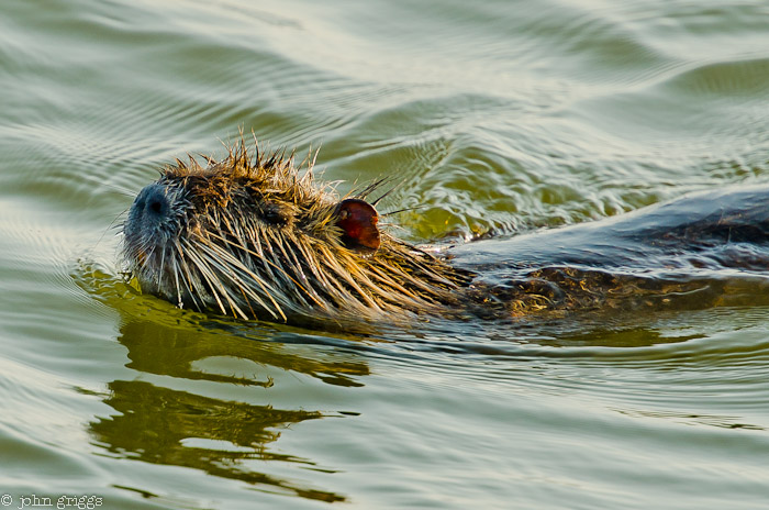 Nutria Swim