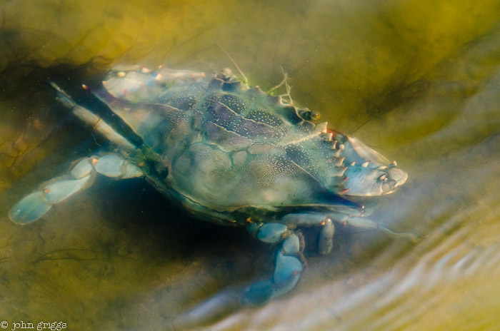 Crab Walk