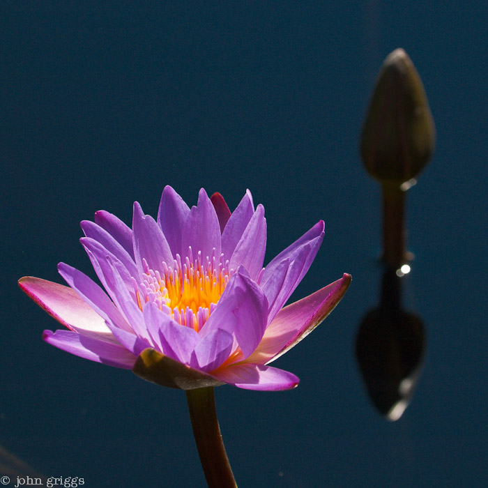 Water Garden Glow