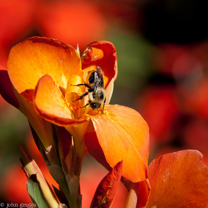 Orange and Bee