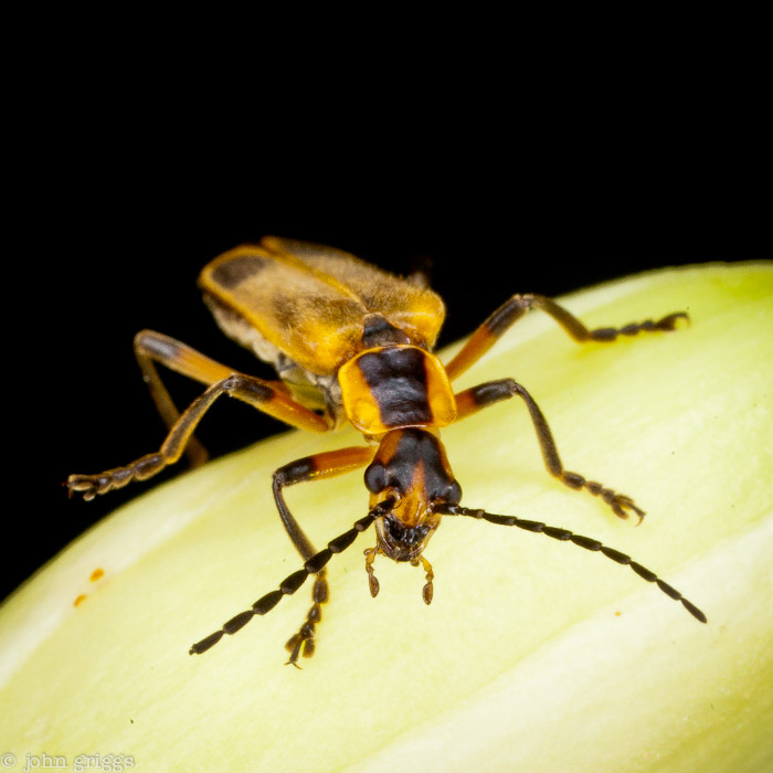 Bug Disco: Lighted Dance Floor