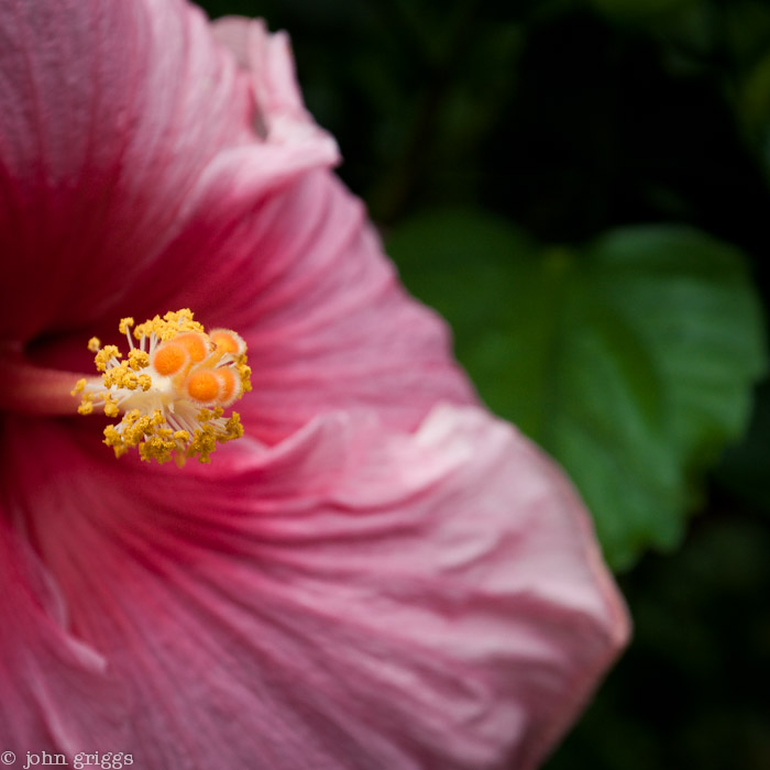 Hibiscus Portrait