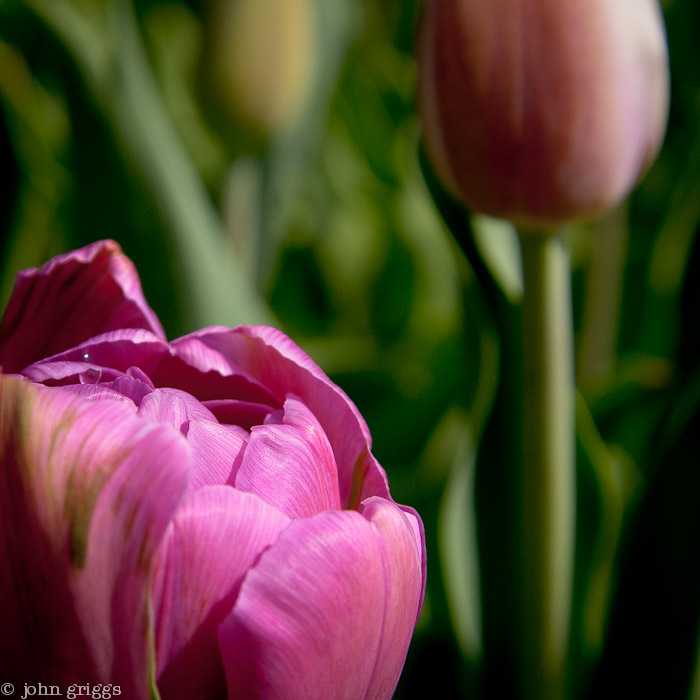 Tulip Towers