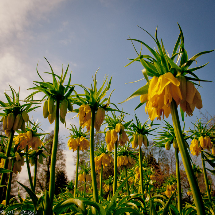 Prehistoric Tulips