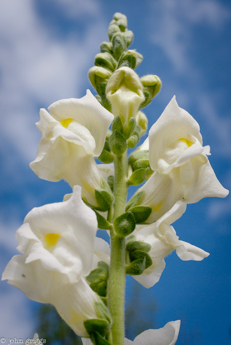 White and Blue