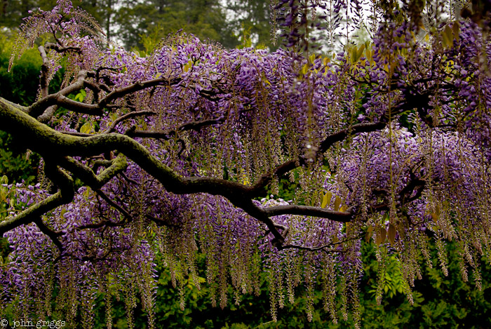 Spring Canopy