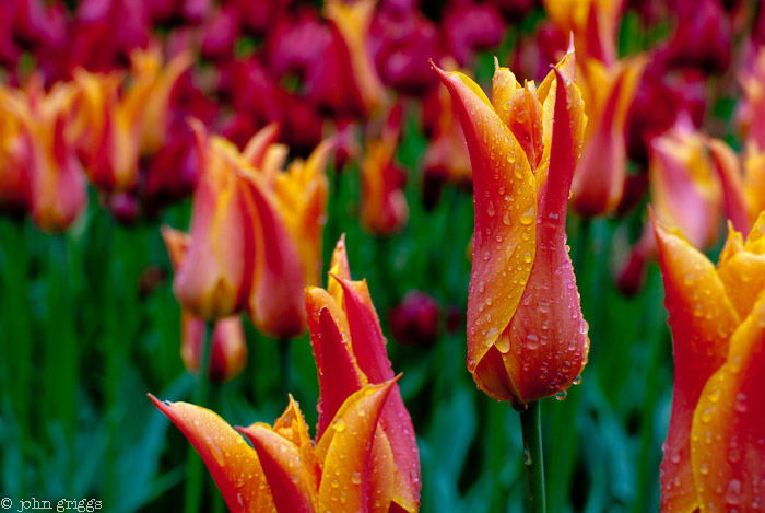 Spiky Tulips