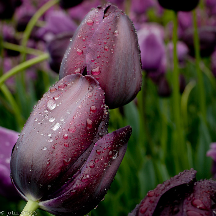 Big Wet Kiss