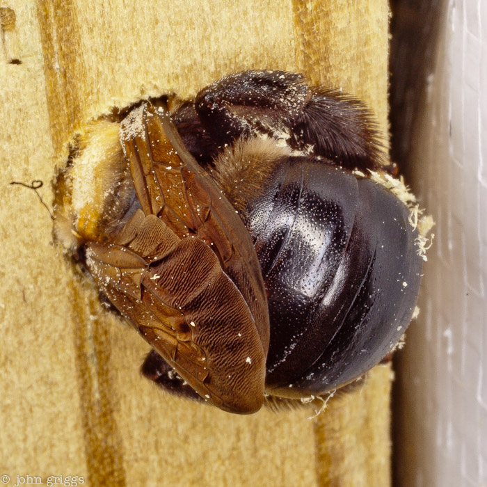 Carpenter Bee at Work