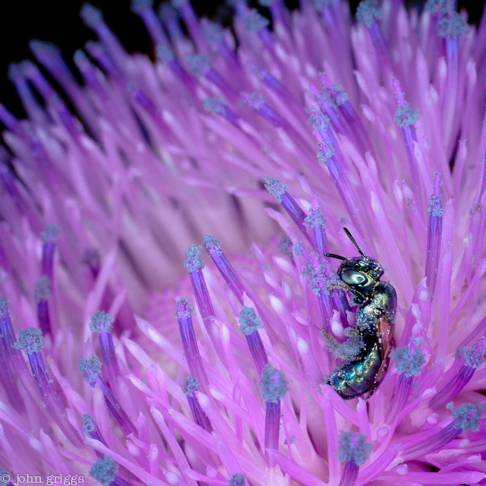 Alien Bee
