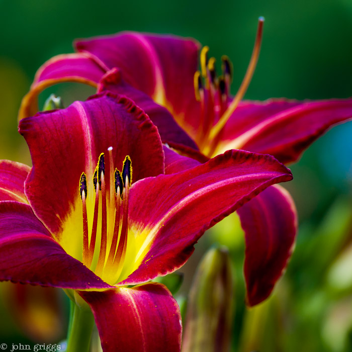 Lush Lillies