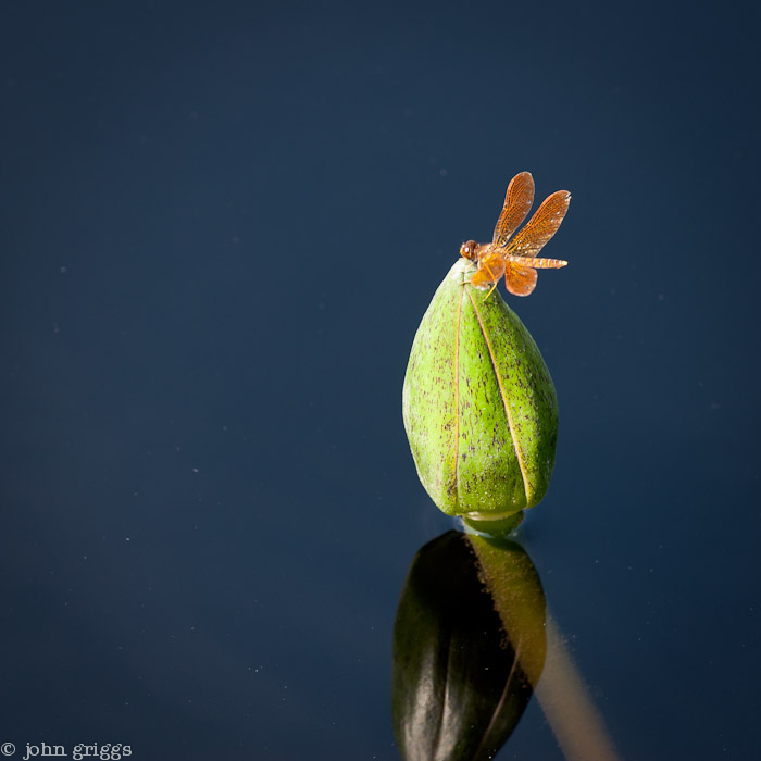 Orange Dragon