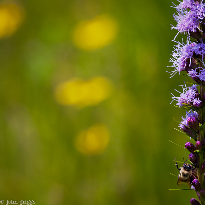 Impressionist Field with Stalk and Bee