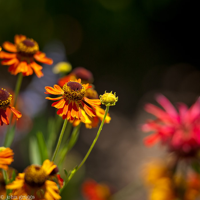 Evening Warmth